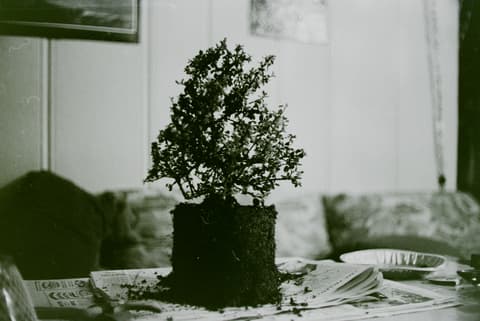 The Bonsai Party, April 1971, photograph 12 of 22
