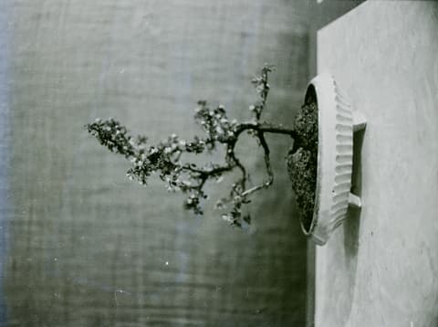 The Bonsai Party, April 1971, photograph 17 of 22