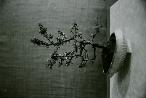 The Bonsai Party, April 1971, photograph 18 of 22