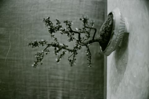 The Bonsai Party, April 1971, photograph 19 of 22