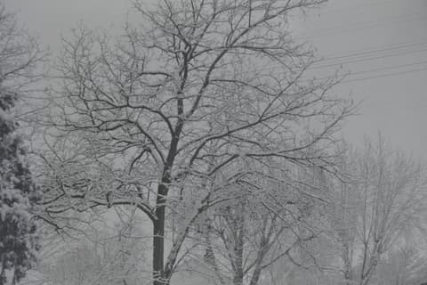 Christmas & Snow, November 1971, photograph 5 of 16