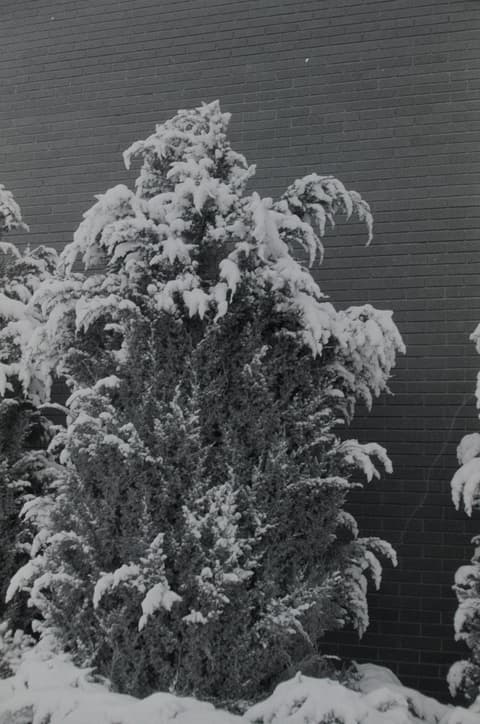 Christmas & Snow, November 1971, photograph 6 of 16