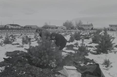 Christmas & Snow, November 1971, photograph 9 of 16