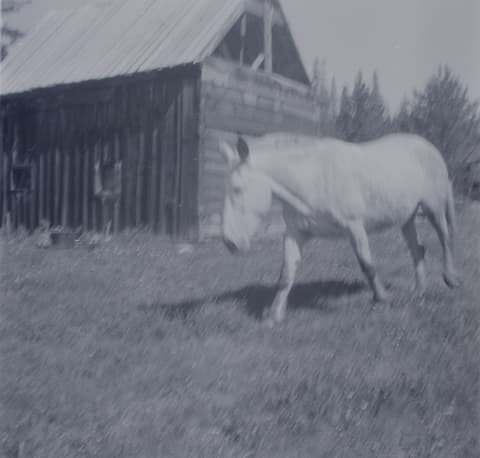 Clearwater Days, Part 2, probably the 1940s–50s, photograph 55 of 73