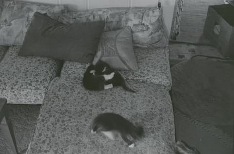 Friends & Kitties, May 1971, photograph 10 of 21