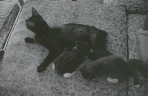 Friends & Kitties, May 1971, photograph 11 of 21