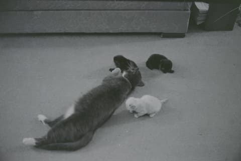 Friends & Kitties, May 1971, photograph 14 of 21