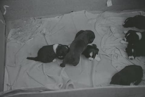 The Baby & the Puppies, October 1971, photograph 10 of 14
