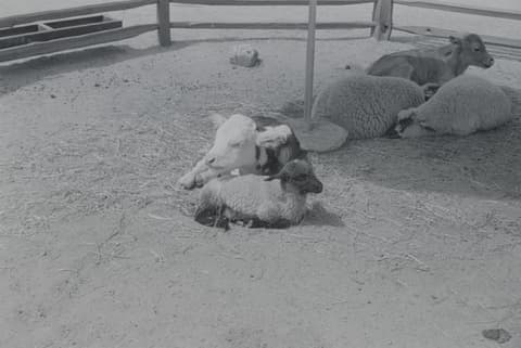 Mile High & Friends, 10 June 1971, photograph 1 of 6