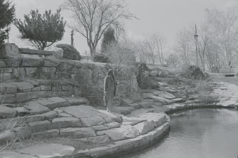 Cats in the Park, April 1971, photograph 12 of 15