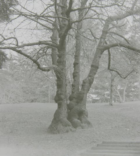 Portland in the Fog, March 1974, photograph 6 of 13