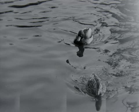 Portland Parks, February 1974, photograph 13 of 13
