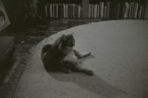 Snow, Christmas, the Zoo & Mt. Hood, April 1973, photograph 8 of 21