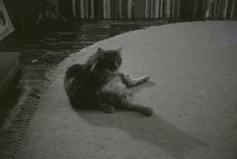 Snow, Christmas, the Zoo & Mt. Hood, April 1973, photograph 9 of 21