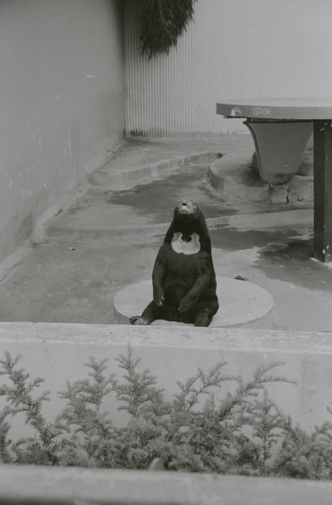 Snow, Christmas, the Zoo & Mt. Hood, April 1973, photograph 13 of 21