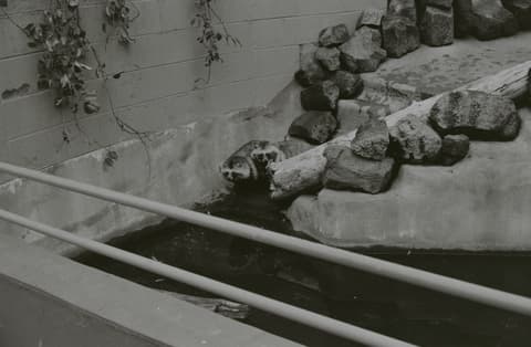 Snow, Christmas, the Zoo & Mt. Hood, April 1973, photograph 14 of 21