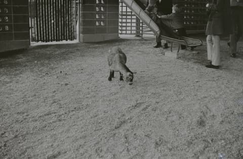 Snow, Christmas, the Zoo & Mt. Hood, April 1973, photograph 15 of 21