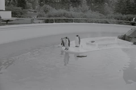Snow, Christmas, the Zoo & Mt. Hood, April 1973, photograph 16 of 21
