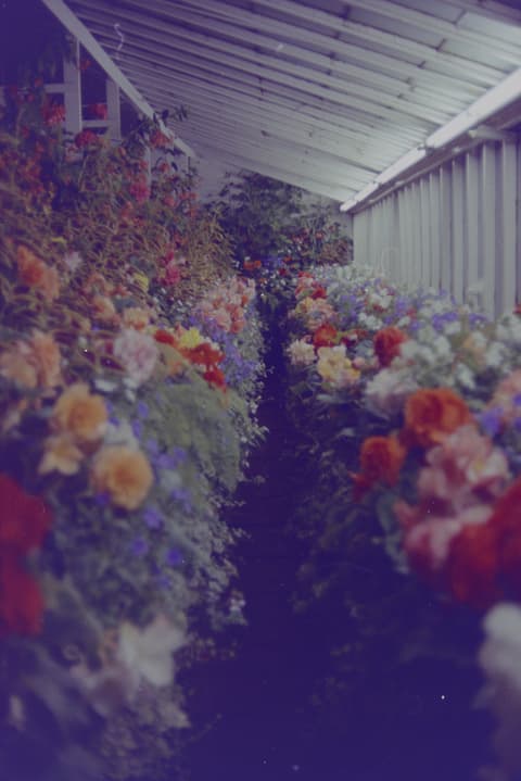 Victoria: Totems, Parliament & Butchart Gardens, September 1973, photograph 14 of 18