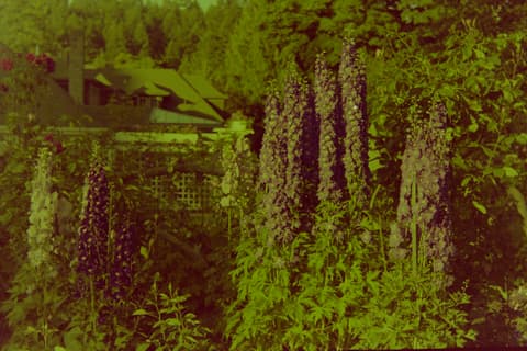 Back to Victoria, 16 July 1974, photograph 6 of 6