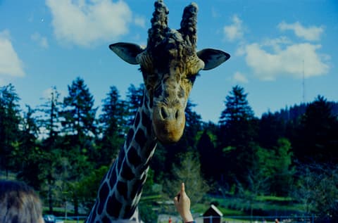 The Zoo & the Coast, May 1973, photograph 3 of 10