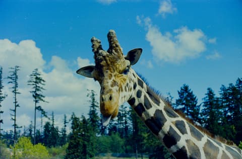 The Zoo & the Coast, May 1973, photograph 4 of 10