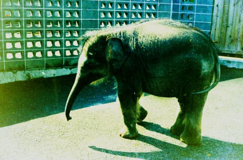 The Zoo & the Coast, May 1973, photograph 5 of 10